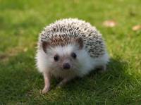 Nhím Múi Tiêu (Hedgehog)