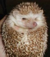 Nhím Socola (Hedgehog)